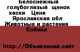 Белоснежный голубоглазый  щенок хаски › Цена ­ 10 000 - Ярославская обл. Животные и растения » Собаки   